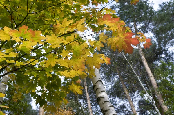 Beautiful autumn — Stock Photo, Image