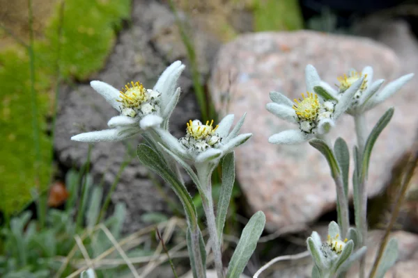 Edelweiss — Photo