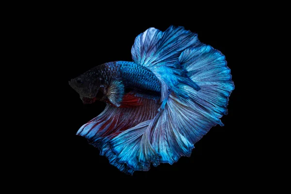 아름다운 물고기 배경에 고립된 꼬리의 이동하는 물고기 — 스톡 사진