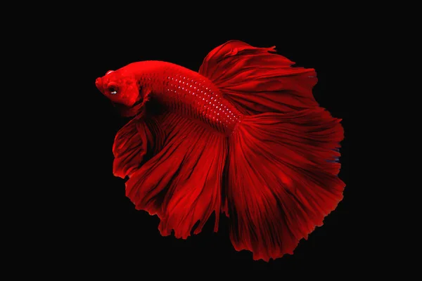 Mooie Super Rode Halve Maan Staart Betta Vis Vechten Vis — Stockfoto