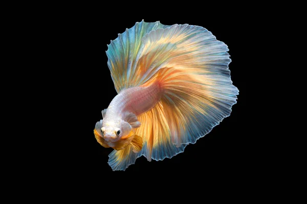 아름다운 물고기 배경에 고립된 꼬리의 이동하는 물고기 — 스톡 사진