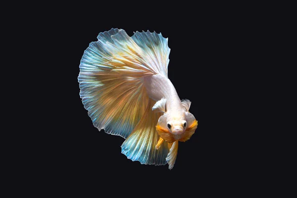 Beautiful Betta Fish Fighting Fish Moving Moment Colourful Half Moon — Stock Photo, Image