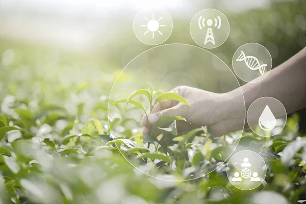 Closeup farmer hand with picking fresh tea leaves in natural organic green tea farm , Agricultural growing activity using technology application for smart farm system. the world and energy, ecology concept