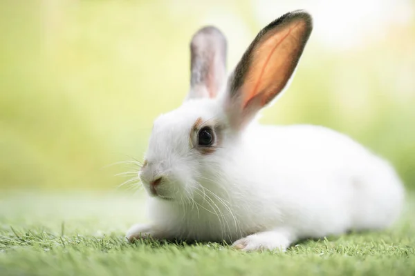 Little rabbit sitting or playing on green grass , Cute rabbit in the meadow on garden nature background during spring