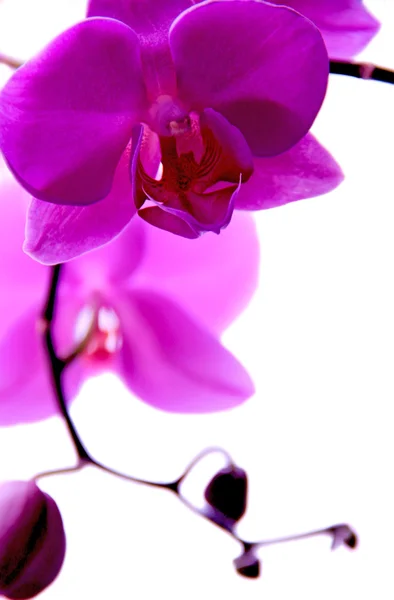 Orchid — Stock Photo, Image