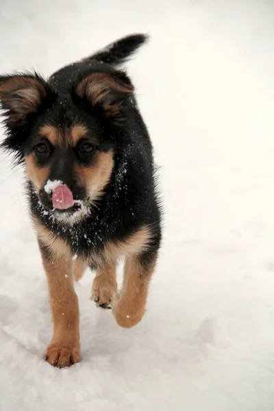 Çalışan çoban köpeği — Stok fotoğraf