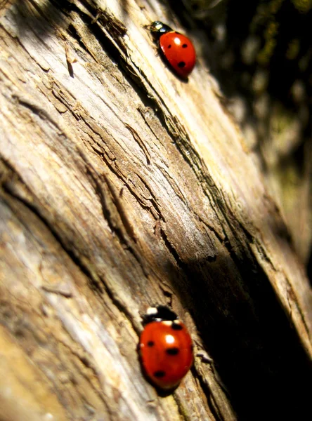 Ladybirds on the tree — Stock Photo, Image
