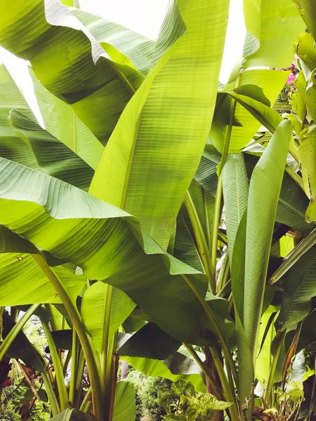 Banán Strom Zelené Listy Pozadí — Stock fotografie