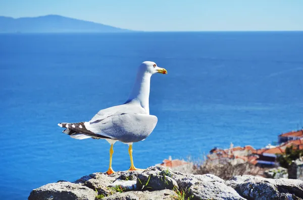 Seagull Sea Background — Stock Photo, Image