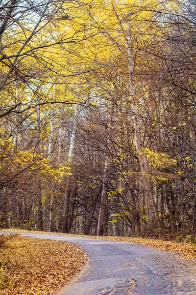 Scène Automne Avec Route Montagne Bouleaux Jaunes — Photo