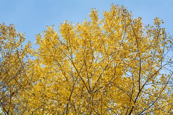 Sárga Őszi Nyírfa Ágak Ellen Kék Kilátás Alulról Betula — Stock Fotó