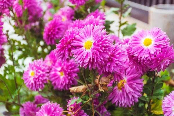 Virágzó Rózsaszín Ősz Krizantém Virágok — Stock Fotó