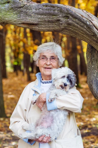 美丽的微笑老年妇女在秋天的公园拥抱她的哈瓦纳犬 — 图库照片