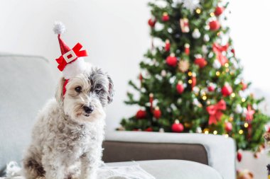 Noel Şapkalı Köpek Dekorasyonlu Noel Ağacı Arkaplanı