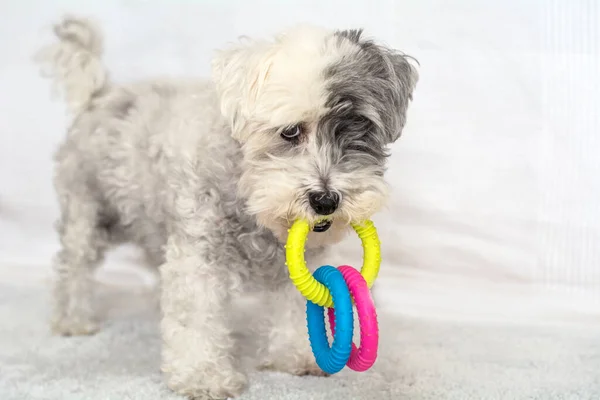 Cute White Havanese Dog Playing Rubber Toy Home — Stock Photo, Image