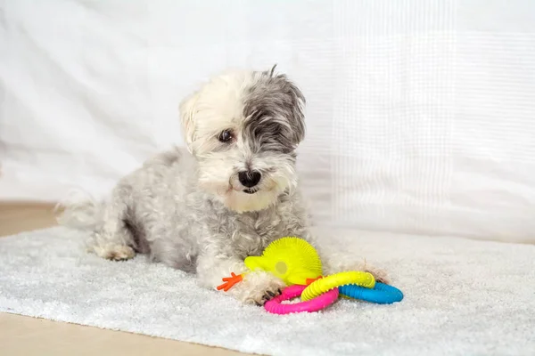 可爱的白色哈万狗在家里玩橡胶玩具 — 图库照片