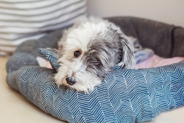 Üzgün beyaz havan köpeği köpek yatağında yatıyor.