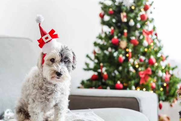 装飾されたクリスマスツリーの背景にクリスマス帽子を持つ犬 — ストック写真
