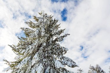 Kış Dağı 'nda karla kaplı güzel Çam Ağacı. Kış Manzarası. Vitosha Dağı, Bulgaristan