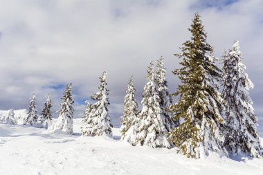 Kış Dağında Karla kaplı Güzel Çam Ağaçları. Kış Manzarası. Vitosha Dağı, Bulgaristan