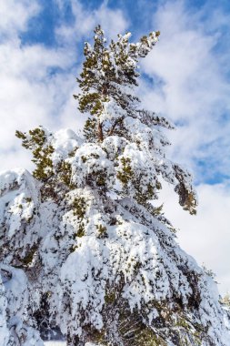 Kış Dağı 'nda karla kaplı güzel Çam Ağacı. Kış Manzarası. Vitosha Dağı, Bulgaristan