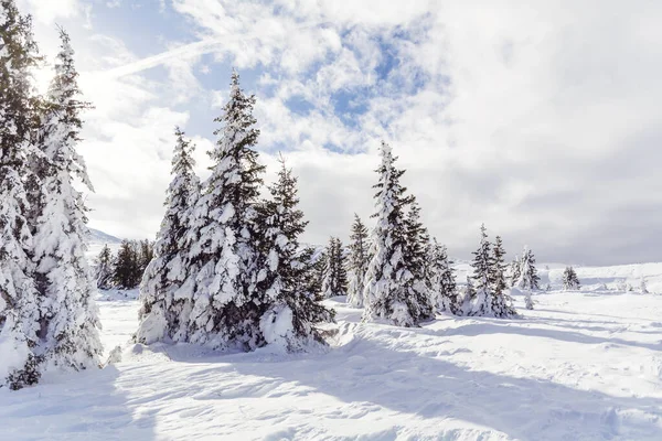 Lindos Pinheiros Cobertos Neve Montanha Inverno Paisagem Inverno Vitosha Mountain — Fotografia de Stock