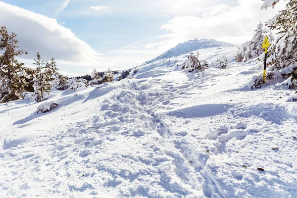 冬の山の雪に覆われた美しい松の木 冬の風景 Vitosha Mountain ブルガリア — ストック写真