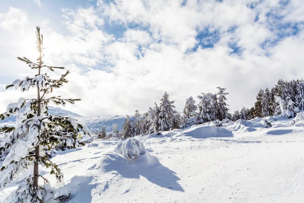 Lindos Pinheiros Cobertos Neve Montanha Inverno Paisagem Inverno Vitosha Mountain — Fotografia de Stock