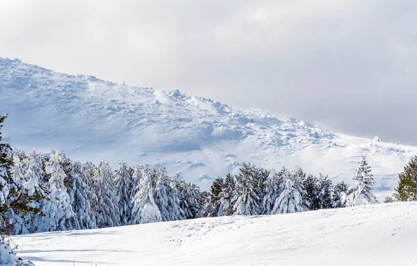 Lindos Pinheiros Cobertos Neve Montanha Inverno Paisagem Inverno Vitosha Mountain — Fotografia de Stock