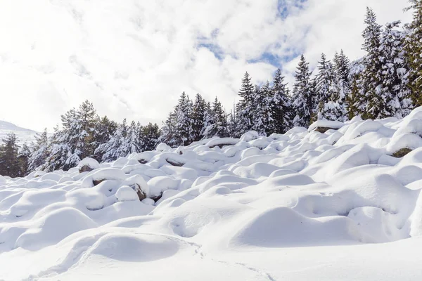 Beautiful Pine Trees Stones Covered Snow Winter Mountain Winter Landscape — 图库照片