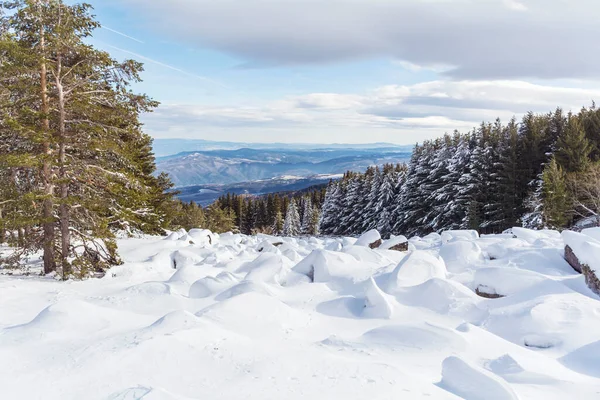 Lindos Pinheiros Cobertos Neve Montanha Inverno Paisagem Inverno Vitosha Mountain — Fotografia de Stock