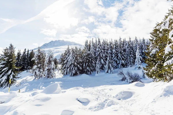 Lindos Pinheiros Cobertos Neve Montanha Inverno Paisagem Inverno Vitosha Mountain — Fotografia de Stock