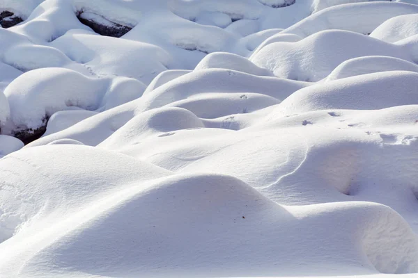 Beaux Pins Pierres Recouverts Neige Dans Montagne Hiver Paysage Hiver — Photo