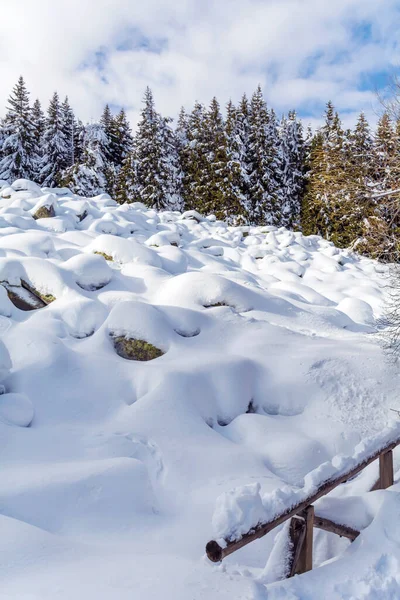 Lindos Pinheiros Pedras Cobertas Neve Montanha Inverno Paisagem Inverno Vitosha — Fotografia de Stock