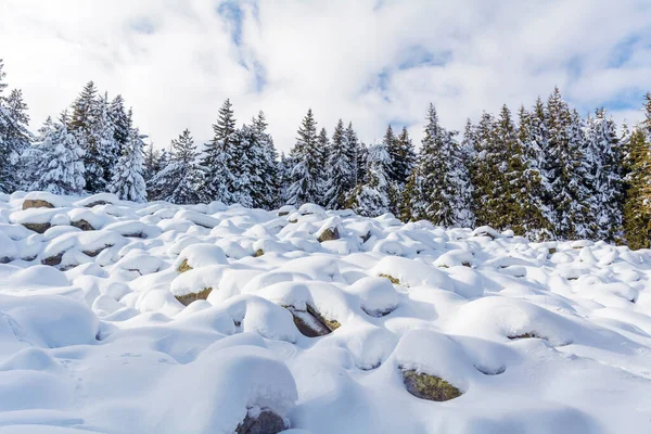Lindos Pinheiros Pedras Cobertas Neve Montanha Inverno Paisagem Inverno Vitosha — Fotografia de Stock