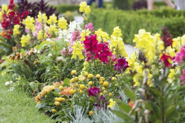 Beautiful antirrhinum majus or snapdragon flowers in pink, red, white and yellow colors . Spring blooming garden background