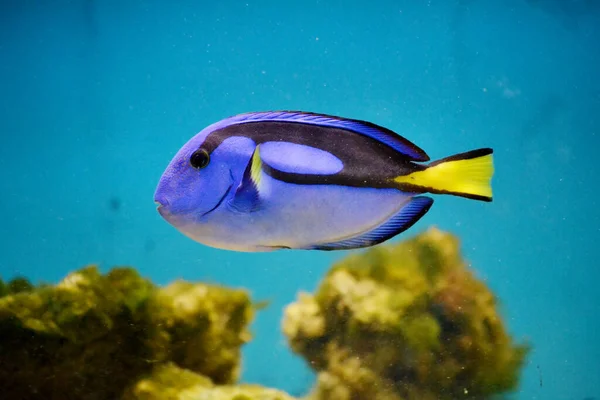 蓝水中的蓝珊瑚鱼 — 图库照片