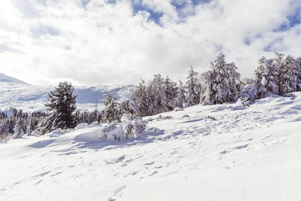 Gyönyörű Téli Havas Hegyi Táj Bulgáriából Vitosha Mountain — Stock Fotó
