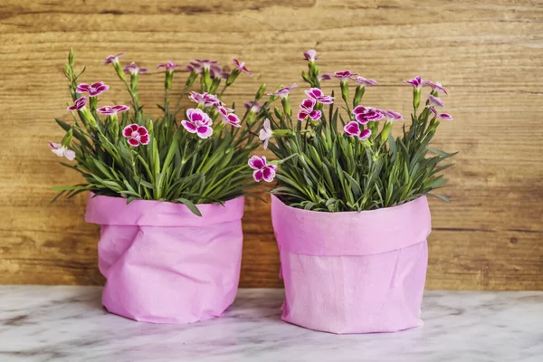 Pink Carnation Flowers Colorful Pots — Stock Fotó