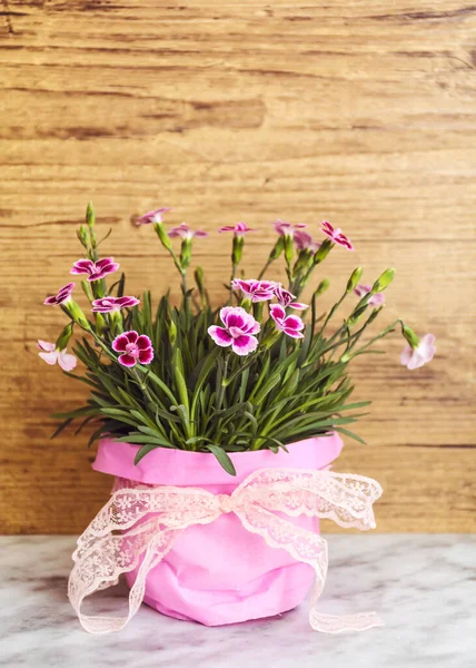 Pink Carnation Flowers Colorful Pots — Fotografia de Stock