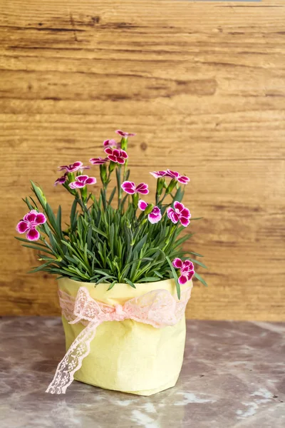 Pink Carnation Flowers Colorful Pots — Foto de Stock
