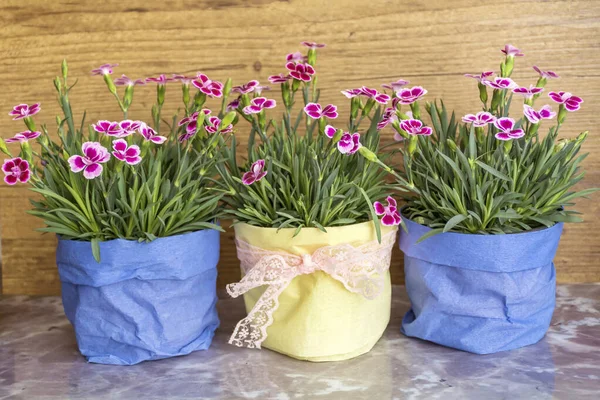 Pink Carnation Flowers Colorful Pots — Stock Fotó