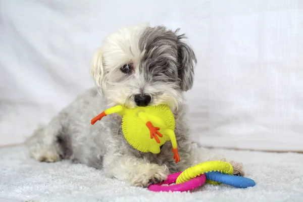 Cute senior white havanese dog playing with rubber toy at home