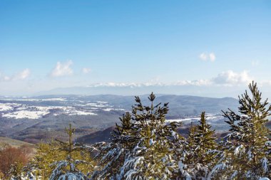 Bulgaristan 'dan Çam Ağaçları ve Vitosha Dağı' yla Güzel Karlı Dağ manzarası