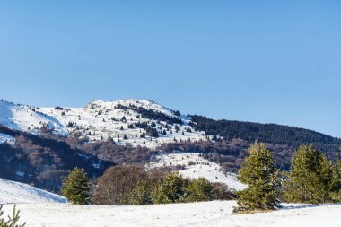 Bulgaristan 'dan Çam Ağaçları ve Vitosha Dağı' yla Güzel Karlı Dağ manzarası