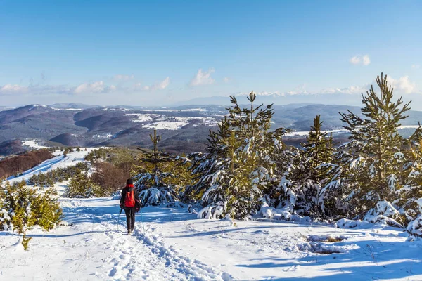 Caminhante Mulher Andando Bela Montanha Inverno Com Pinheiros Nevados Foco — Fotografia de Stock