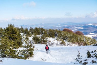 Güzel kış dağlarında karlı çam ağaçlarıyla yürüyen yürüyüşçü kadın. Seçici odak