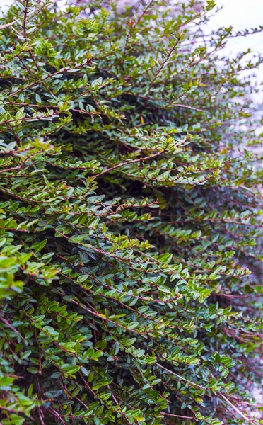 Grüner Zierstrauch Mit Kleinen Blättern — Stockfoto
