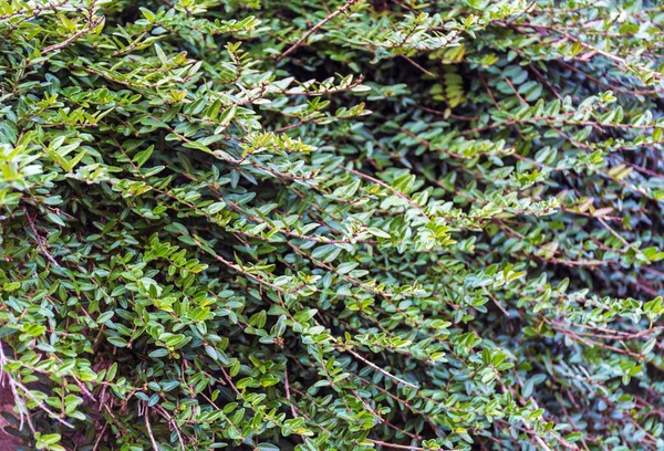 Grüner Zierstrauch Mit Kleinen Blättern — Stockfoto