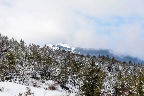 Schöne Schneebedeckte Winterlandschaft Mit Kiefern Aus Bulgarien Vitosha Gebirge — Stockfoto